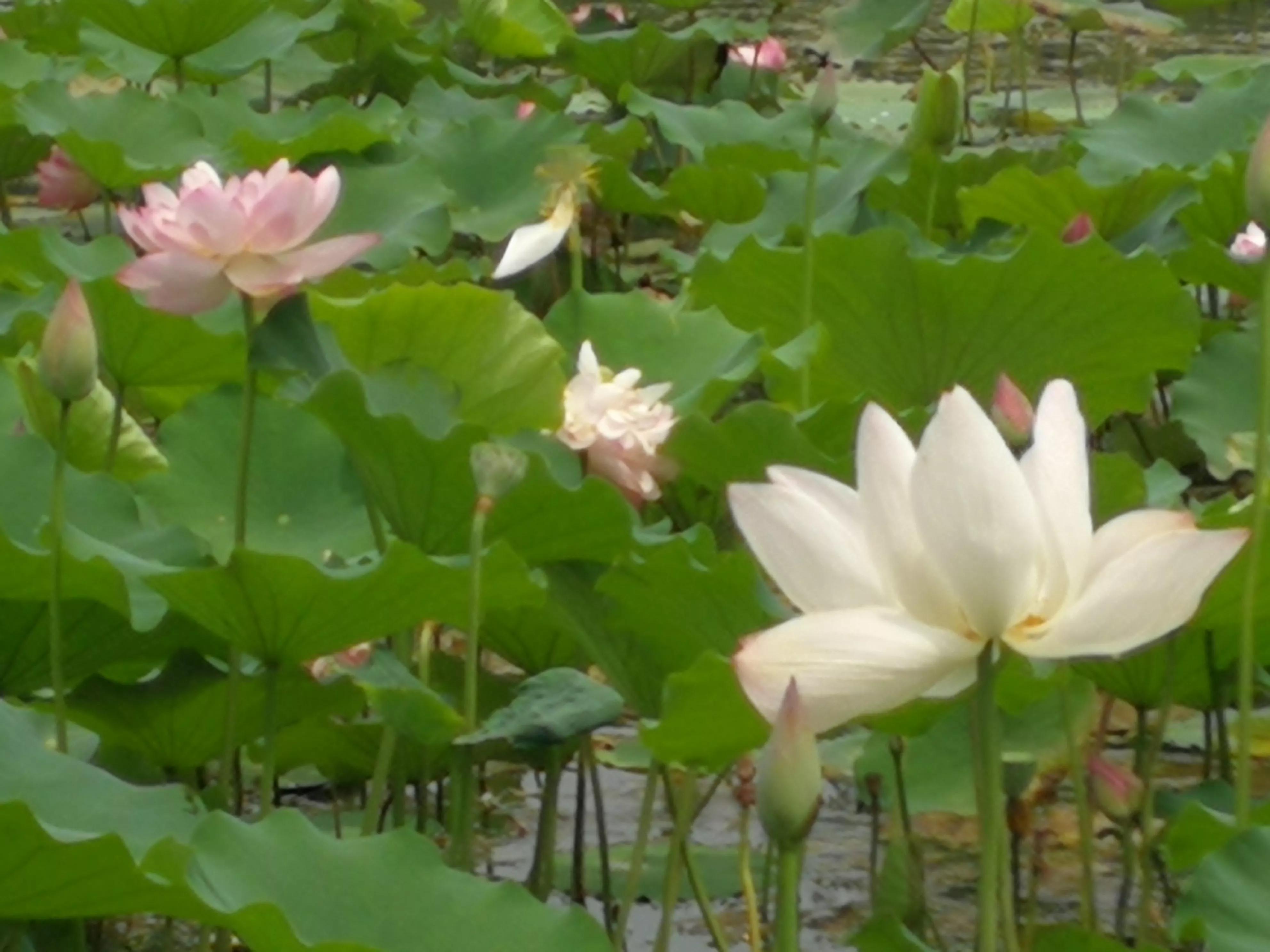 娇艳欲滴又清新雅致的荷花,娇羞迷人的荷花