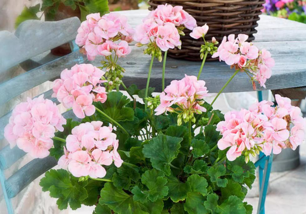 天竺葵在广州如何度夏,天竺葵怎么过夏