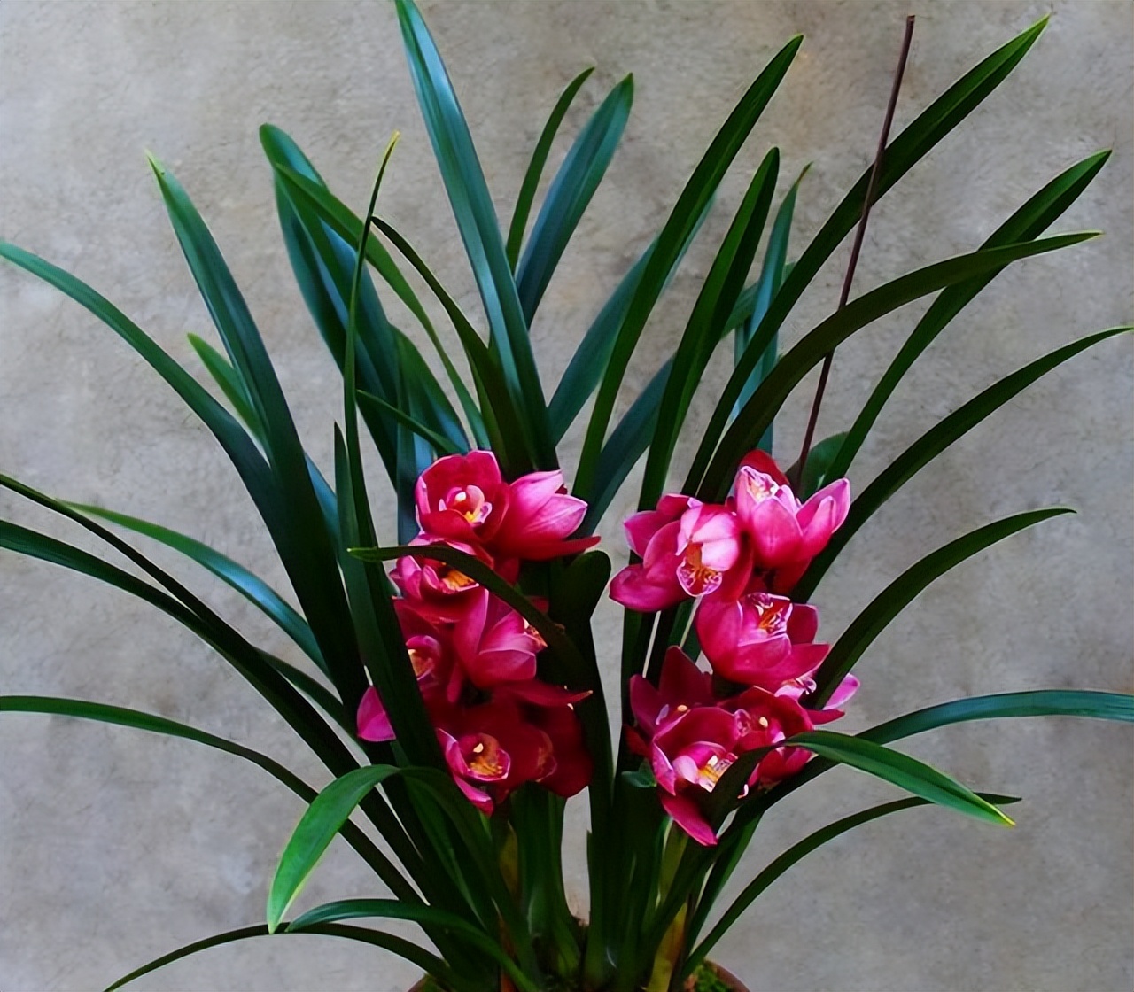 家里养花的十大注意事项,家庭养花最忌讳的三个动作