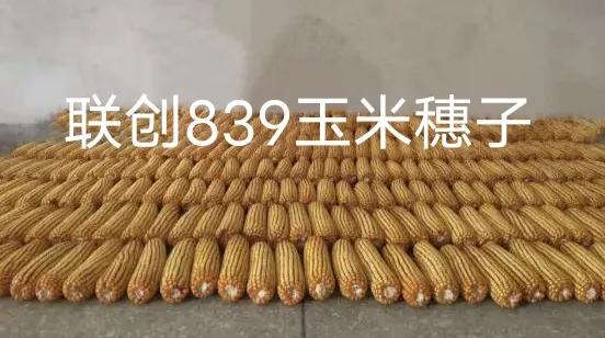 联创839抗虫版和普通839有什么区别,联创839抗虫版是转基因玉米吗