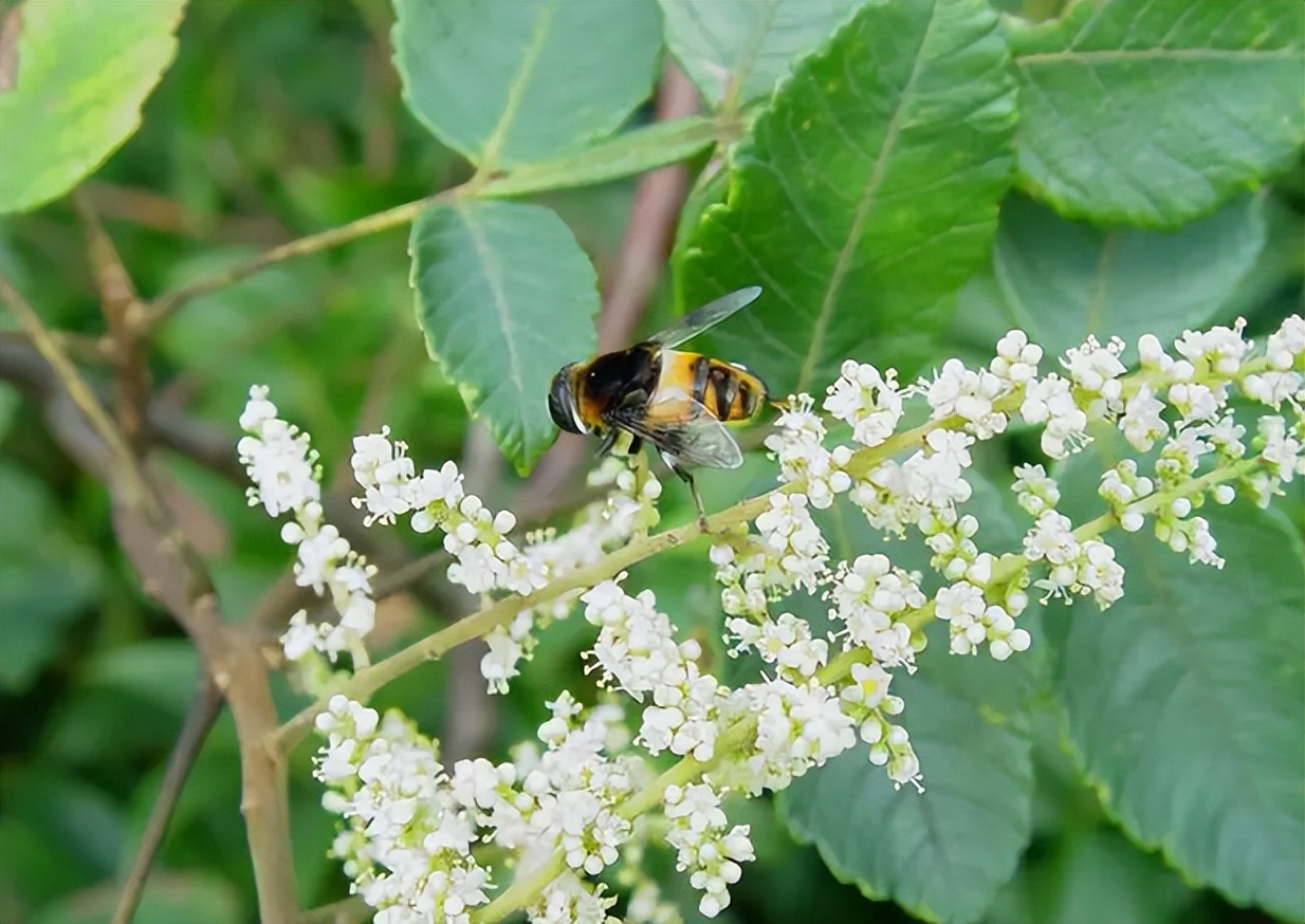 盐肤木为什么叫五倍子,盐肤木果实是五倍子吗