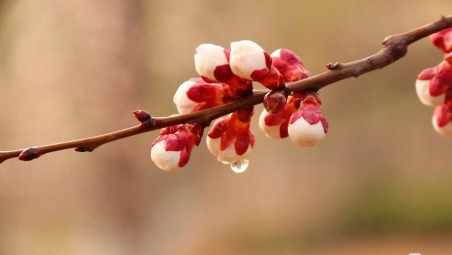 满园春雨杏花红原诗,一夜春雨杏花红