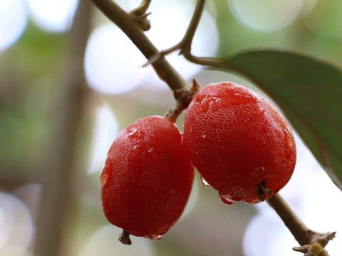 盘点农村常见的几种野果子,常见的21种野果子