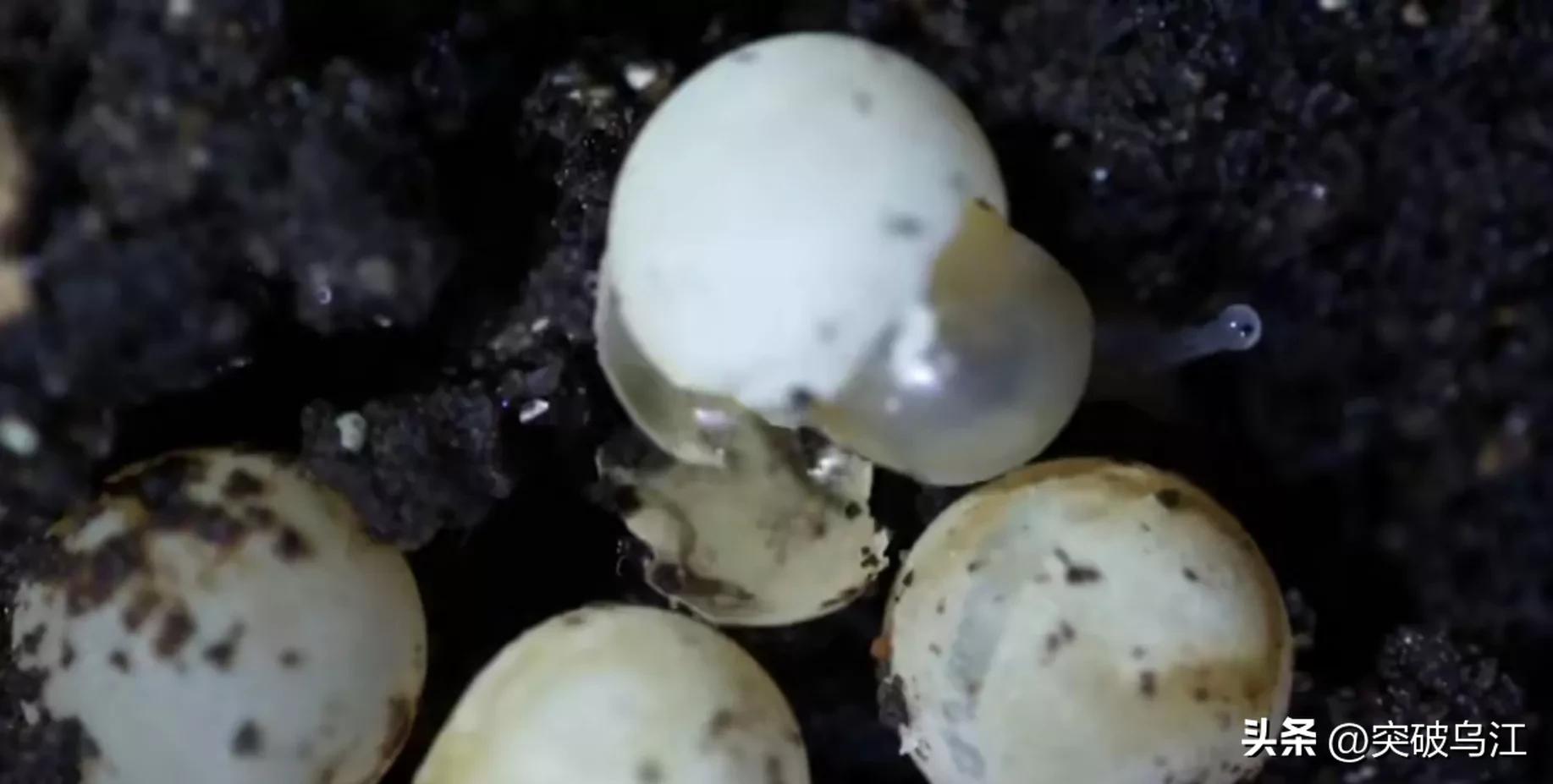 非洲大蜗牛在中国泛滥成灾，非洲人年吃15000吨，中国人不敢吃？