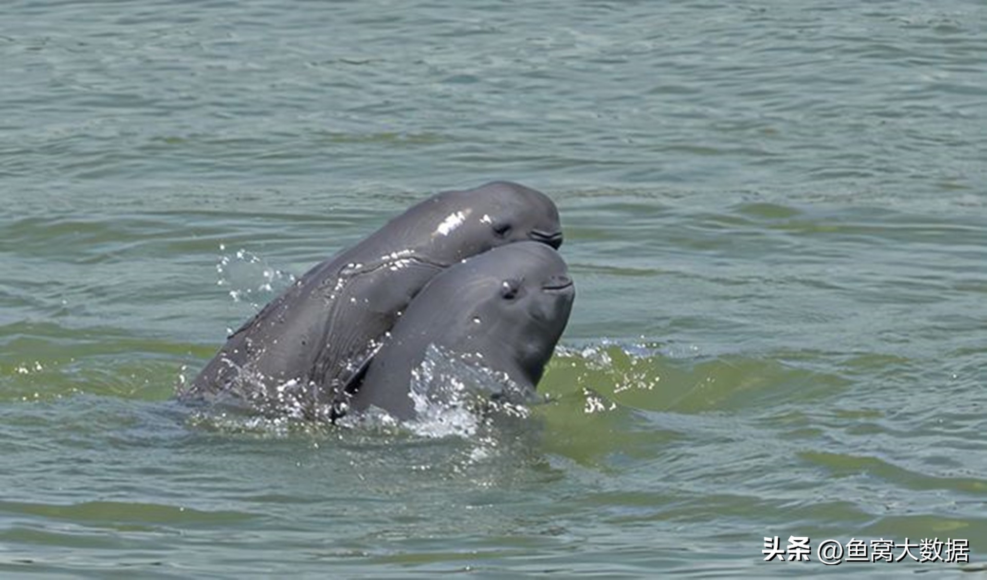 长江江豚吃什么呢,长江江豚以前可以吃吗