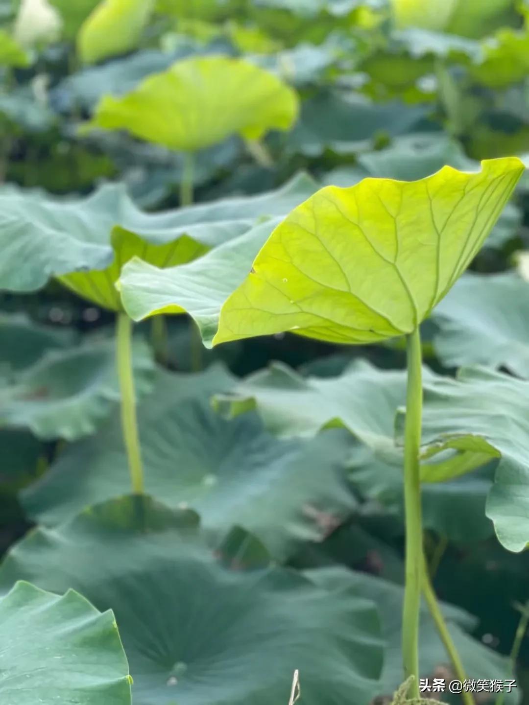城市里的氧吧，广州番禺莲花山风景区