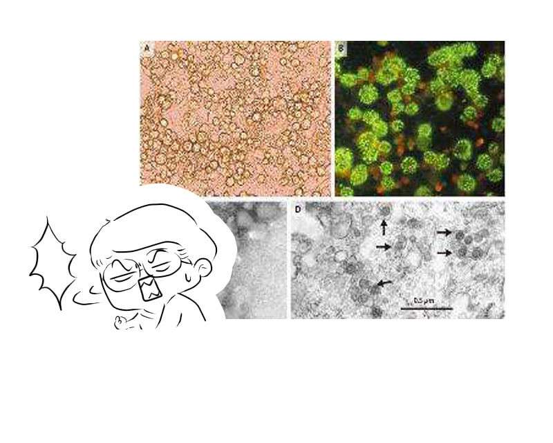 杀死蟑螂的100多个方法,杀死蟑螂的100种办法