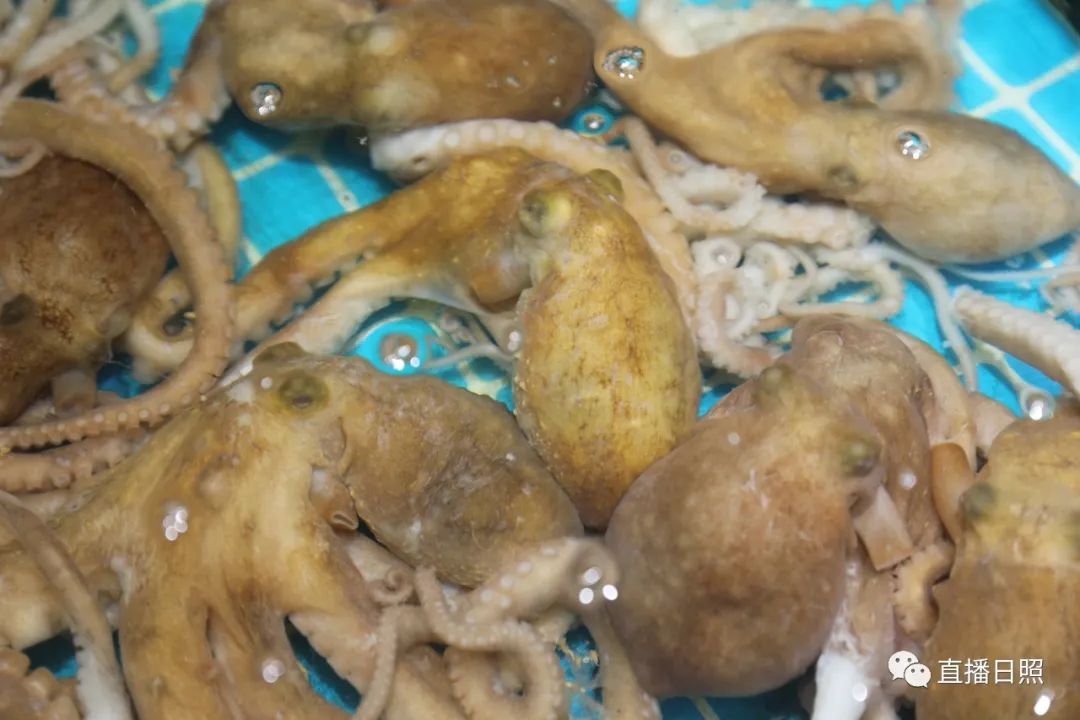 封海倒计时威海海鲜涨价了吗,封海前后海鲜价格对比