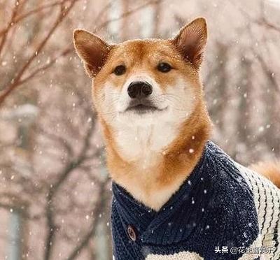 犬舍的柴犬和宠物店的柴犬,柴犬狗狗老吐什么问题