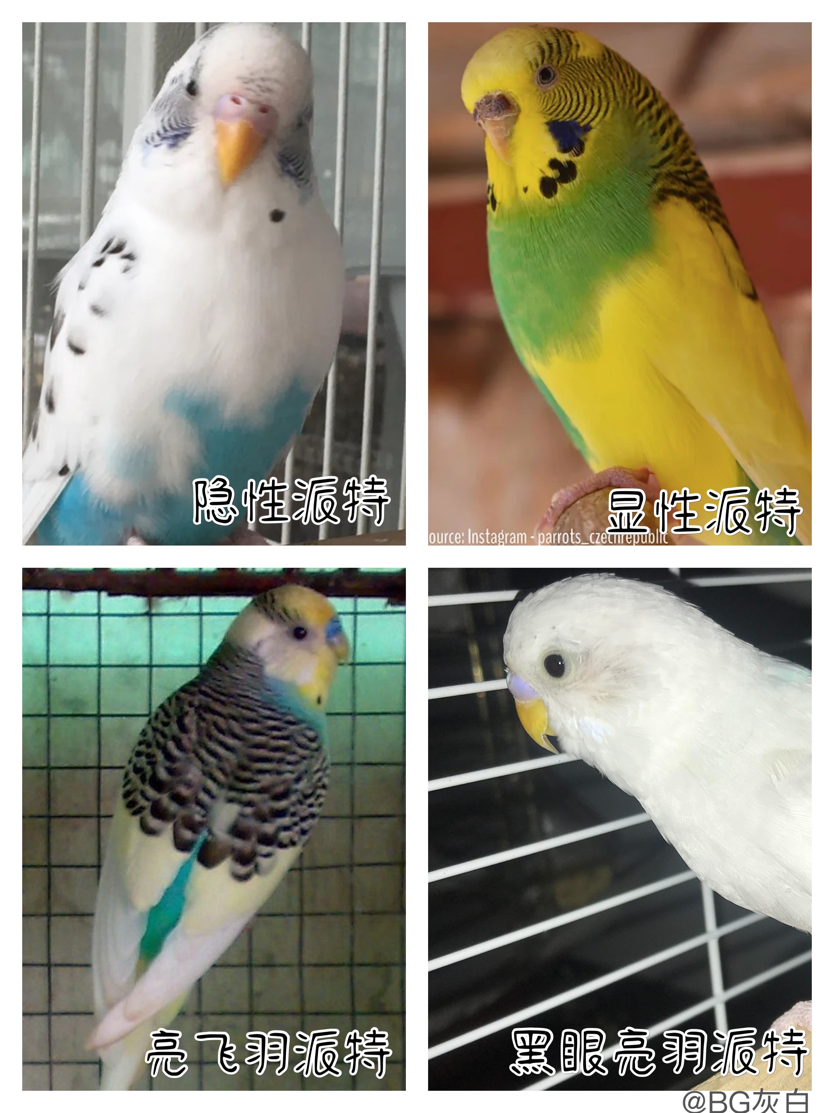 虎皮鹦鹉基因原理,虎皮鹦鹉钴基因