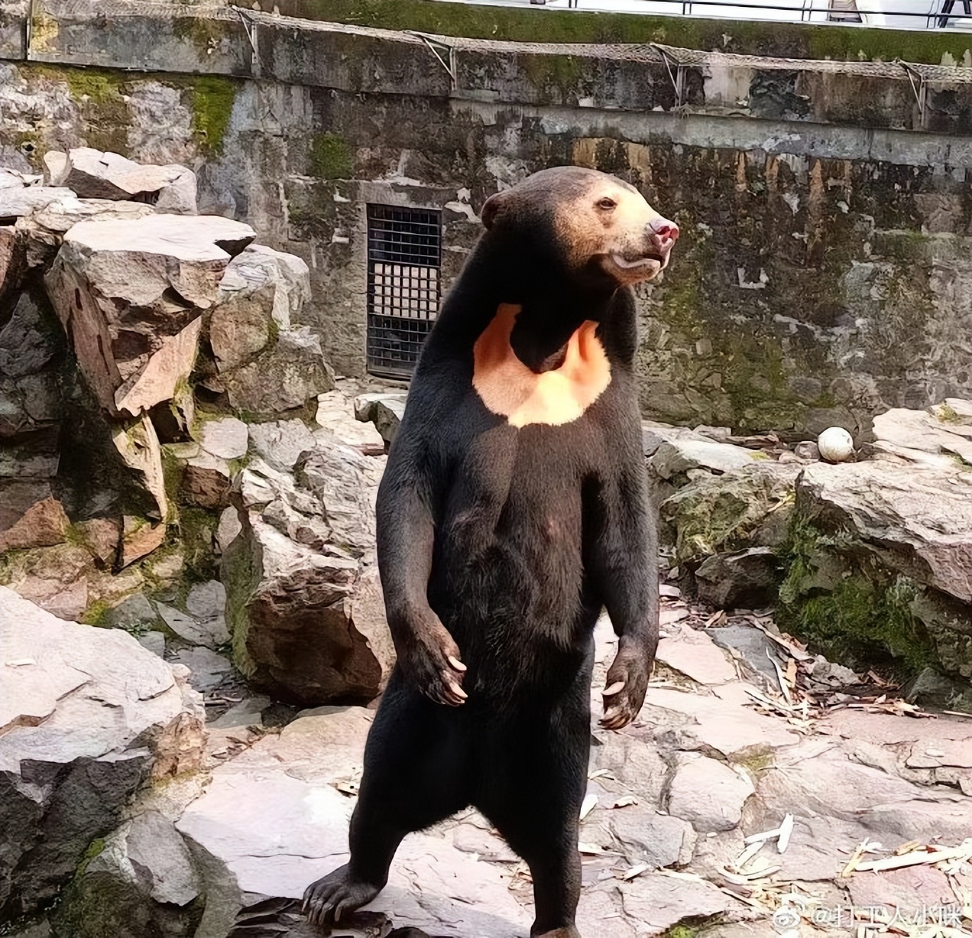 火到国外的熊猫视频,杭州动物园黑熊在国外火了