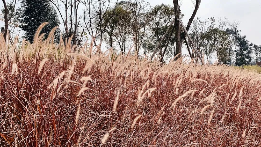 成都成华体育公园,成都成华区体育公园