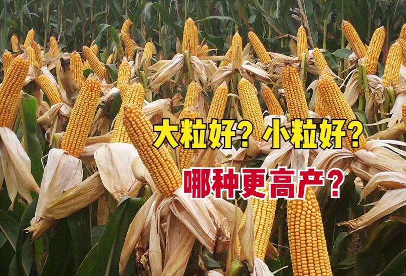 同一种玉米种大粒和小粒哪个好,玉米品种大粒好还是小粒好