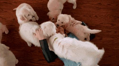 狗狗总是喜欢舔人,狗狗为啥老是舔自己大腿内侧的毛