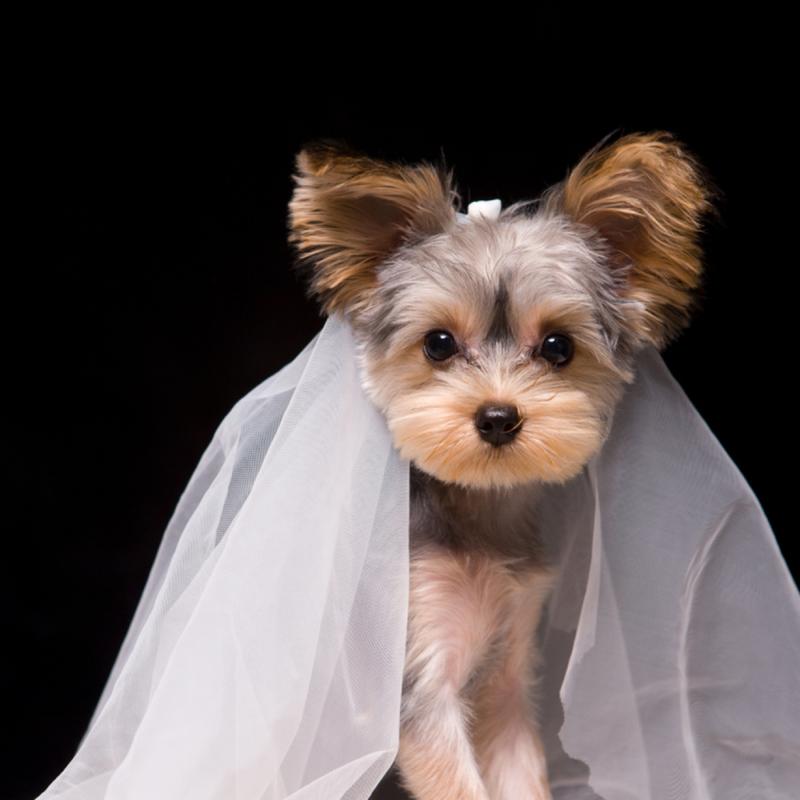 养狗首选这6种品种,养狗首选这8种猫不仅便宜还好养