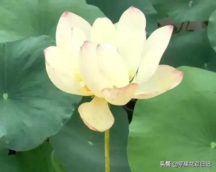 莲花盛开欣赏,绝美的莲花