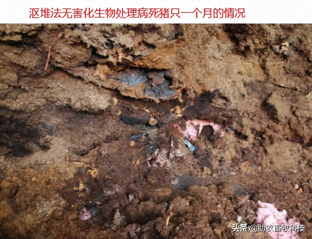 病死动物无害化处理实现全覆盖,宁夏病死动物无害化处理实施方案