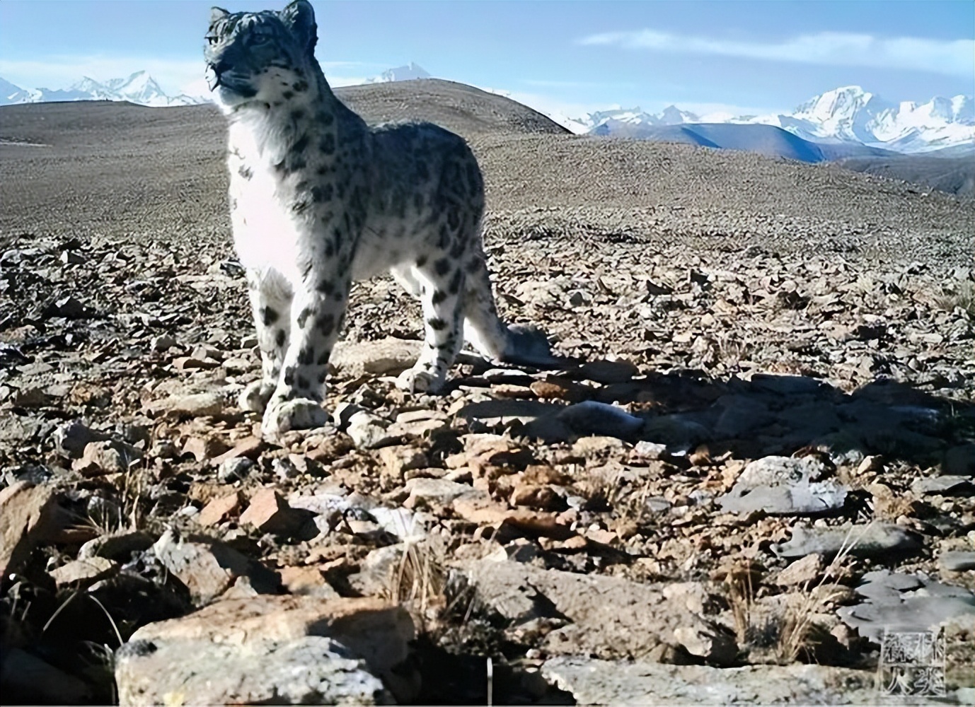 云南农村小伙捡到一只小猫,小伙捡到一只活体小猫