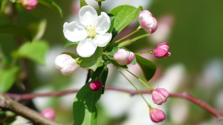 12首关于春风的小诗，浴春风十里，享万般情思