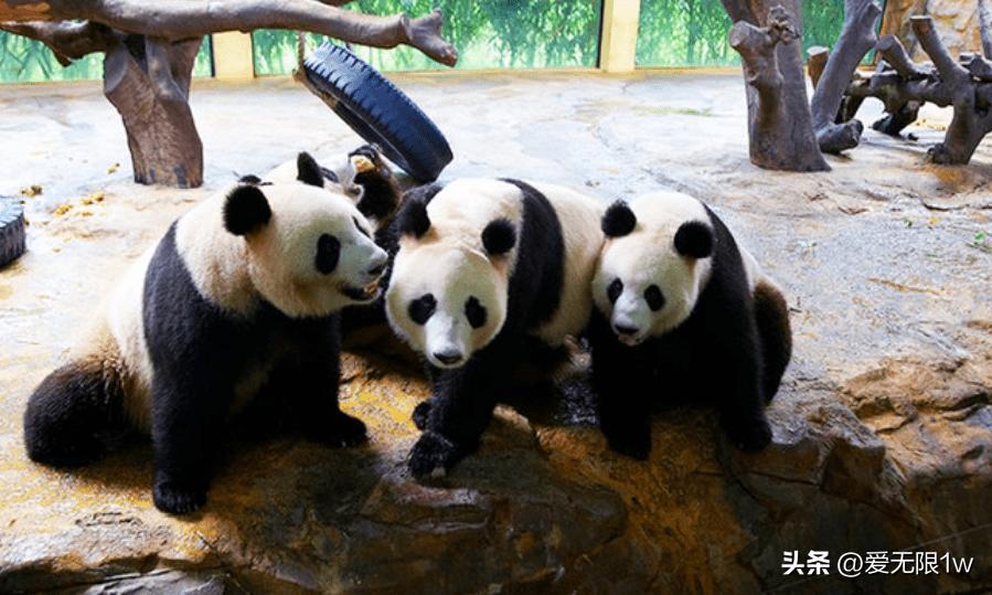 全国最大动物园野生动物,亚洲最大的动物园400多种动物