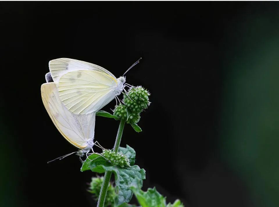 中国古代经典花鸟画鉴赏,古代写实的花鸟画