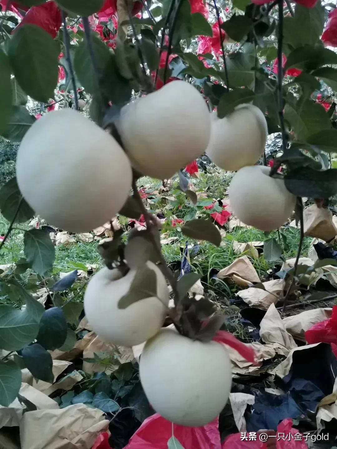 吉县有机红富士苹果,吉县农产品红富士苹果