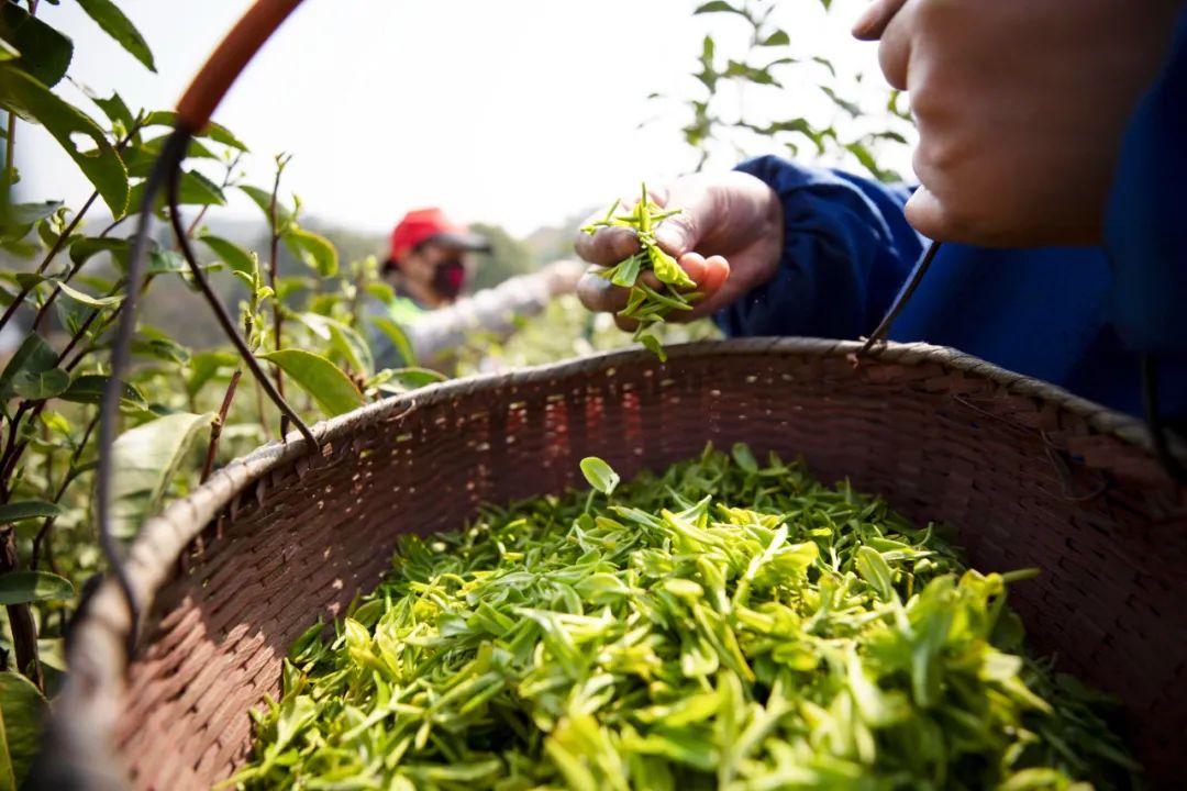 江西特产排名前十名美食,江西有哪些特产全国出名