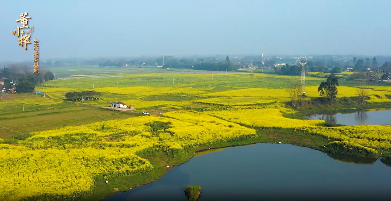 新兴粮油菜籽油测评,新兴食用油