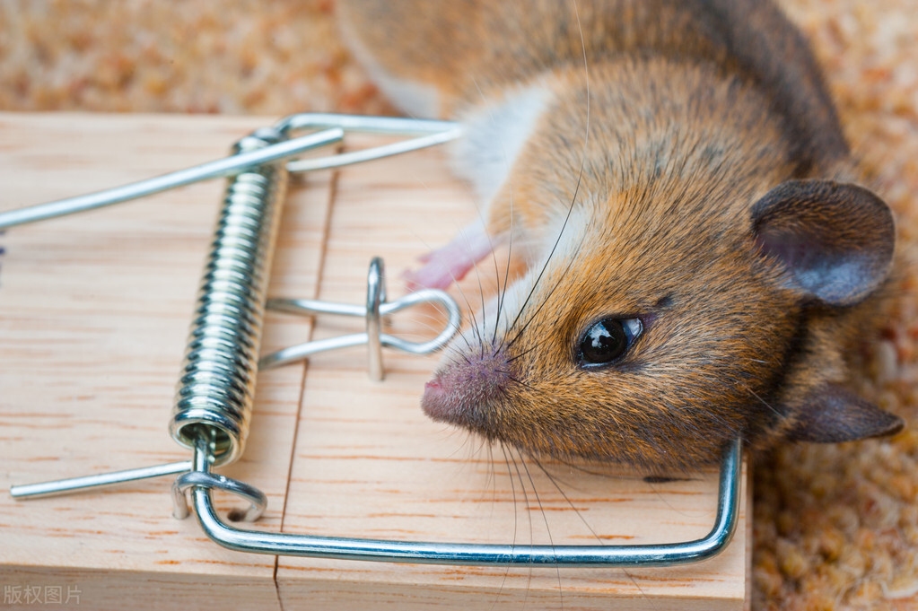 灭鼠小妙招大全视频,如何快速防鼠灭鼠