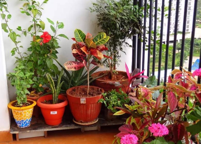 不想用农药治蚜虫见效快,不想种的花草怎么处理