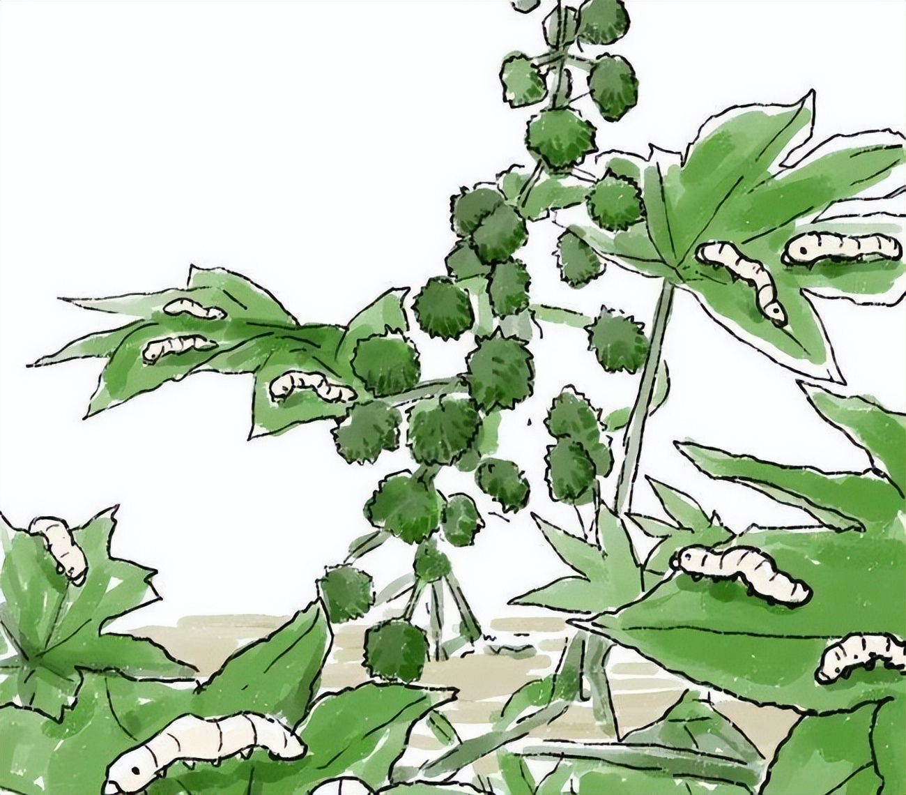 蓖麻子为什么成为了战略物资,美国将蓖麻列为战略物资