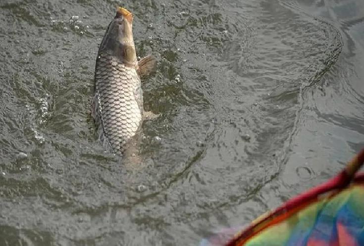 超灵敏短子线双钩,短双子线双钩