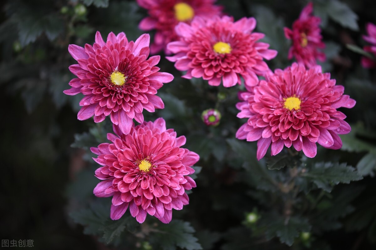 菊的飞花令经典1000首,飞花令秋1000首必背诗词