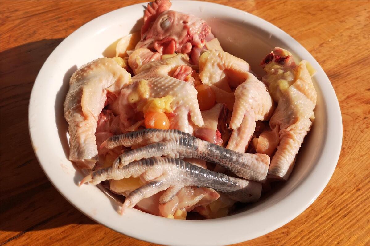 一位散养土鸡户四年的血泪史,散养土鸡的十大优缺点