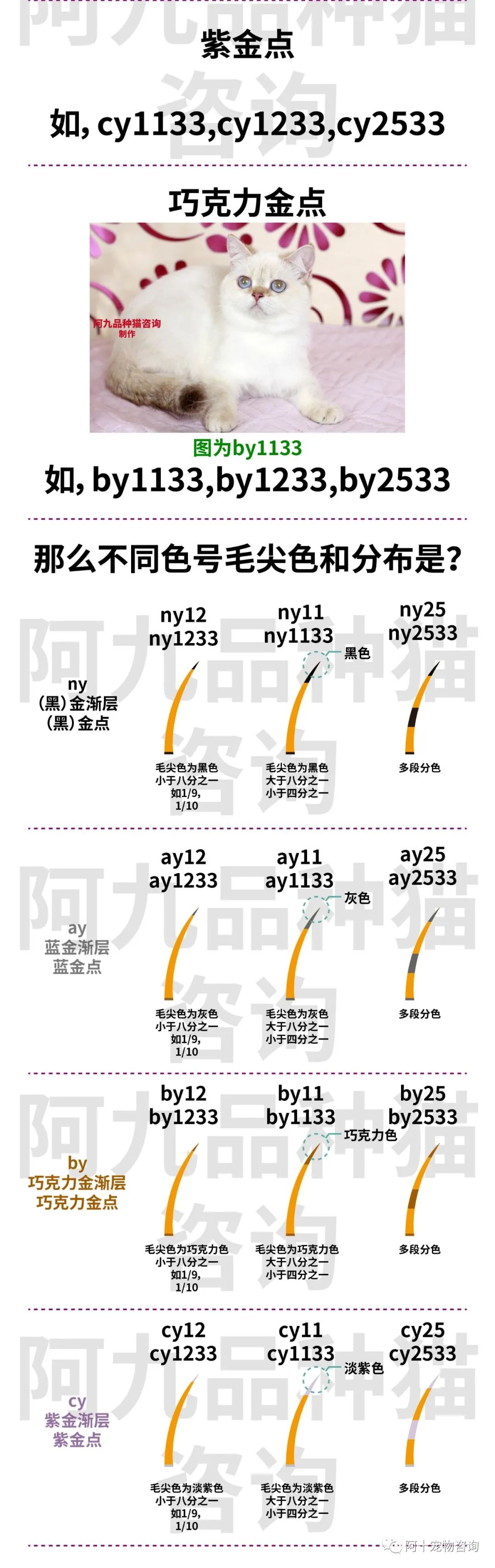 英国短毛猫蓝金渐层特征,英国短毛猫金渐层十一色