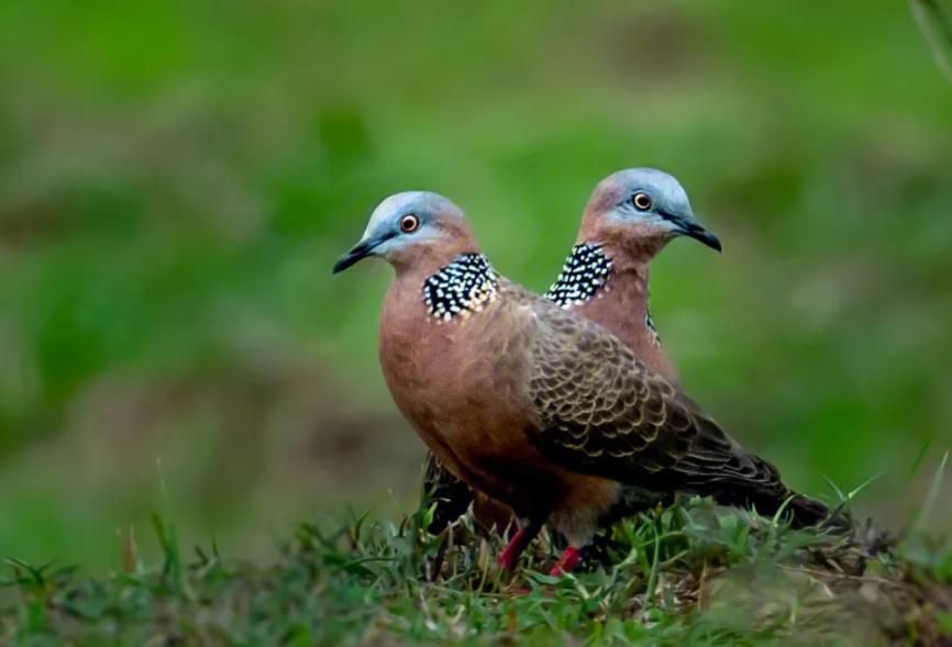 吃野生斑鸠其实对人有害？连筑巢都不会的斑鸠，究竟如何繁殖的？
