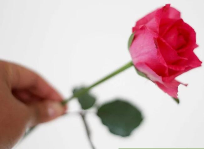 日本圣诞节放几天 (日本圣诞节怎么过)