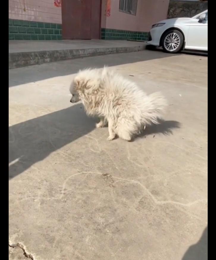 狗狗不听话把它拴起来,狗狗太凶了拴不住要把它关住