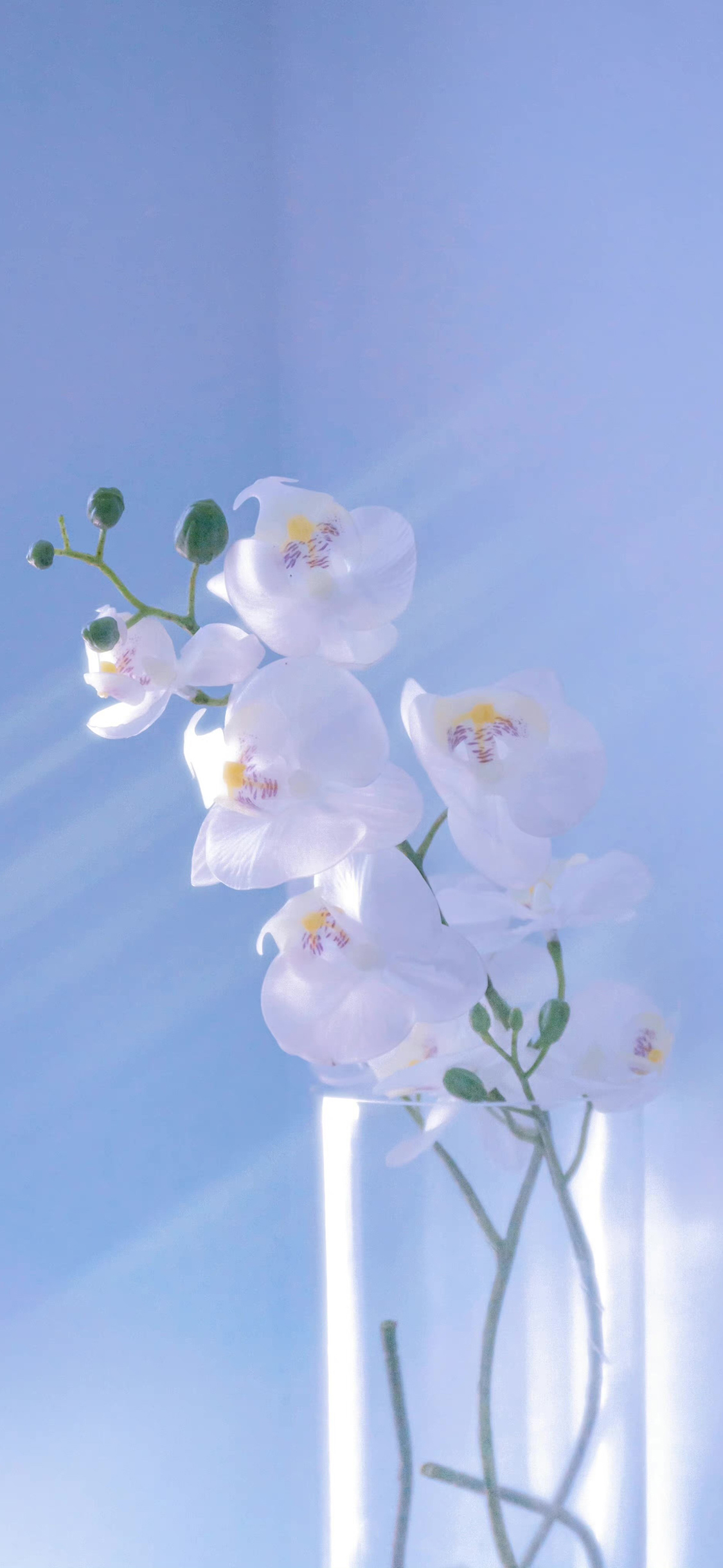 2023年手机壁纸,2023年最新款超清手机壁纸