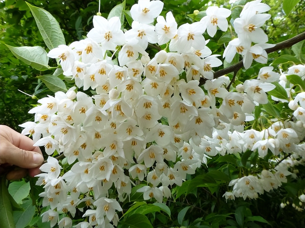 50亩山地种什么经济效益好,山东适合种的水果树种植