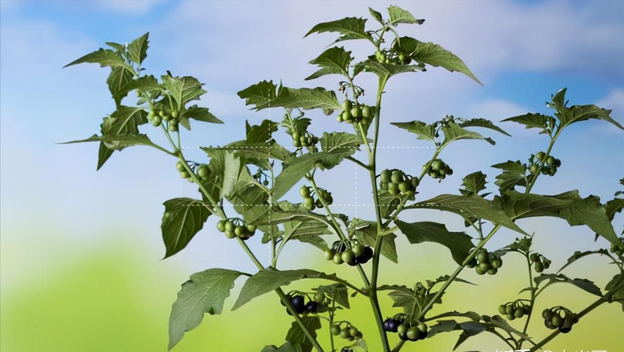 美貌却不美味的假狗*子奶**和貌丑却酸甜可口的狗*子奶**，你好哪一口？