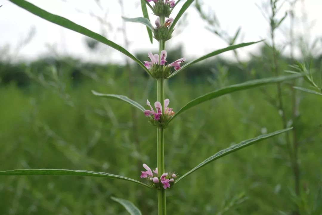 150种常见药用植物大全,150余种常见药用植物花期组图