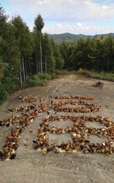 神回复：老鼠贴粘到的，吃了不会犯法吧？网友：自首，争取死缓