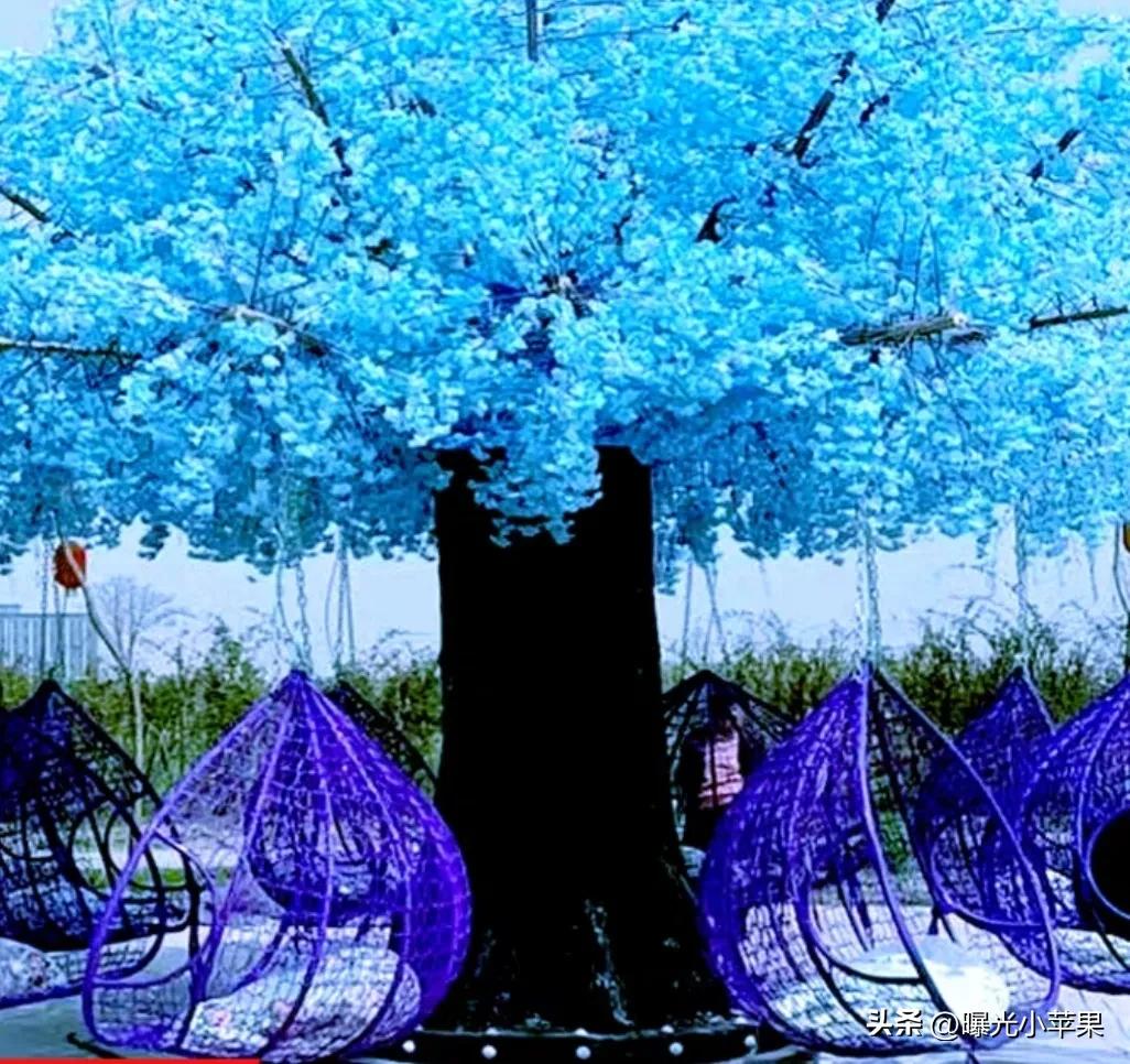 一天1000的网红樱花树秋千–有何窍门