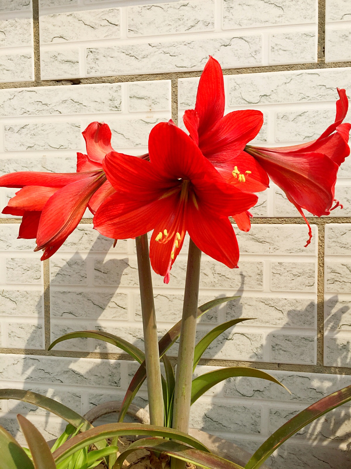 视觉盛宴五种赏花名花供您选择,春天十种最美的花介绍