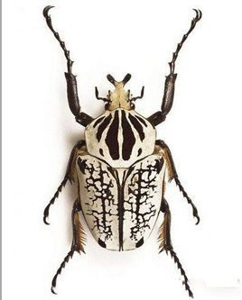 昆虫里的霸王有哪些,昆虫界的大力士有哪些