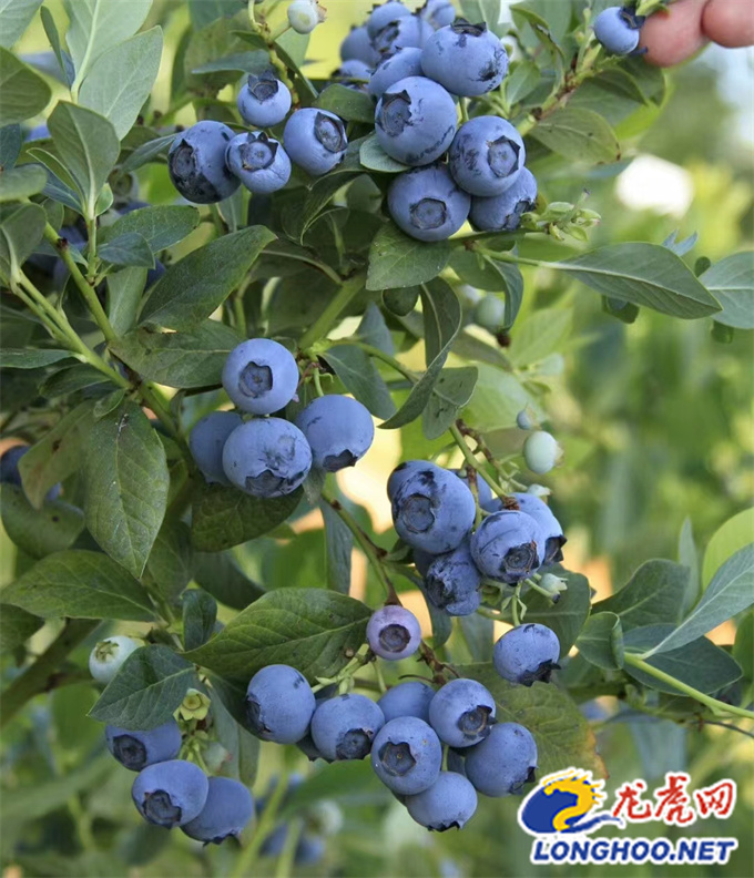 乡村振兴战略描绘美丽乡村新画卷,江宁谷里乡村田园