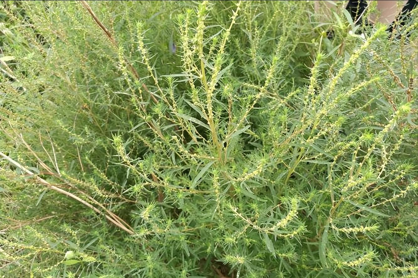 四物消风饮治疗慢性荨麻疹,四物消风饮治疗荨麻疹
