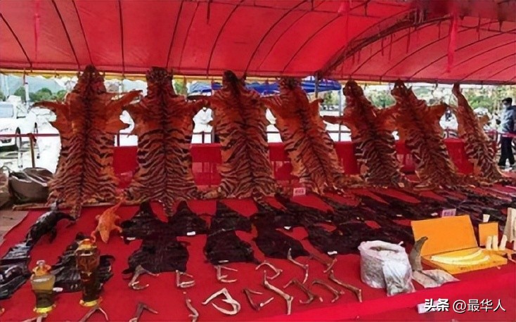 泰国寺庙老虎真实事件,泰国老虎庙事件