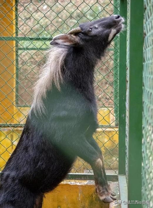罕见的天马神兽,惊现野生神兽视频